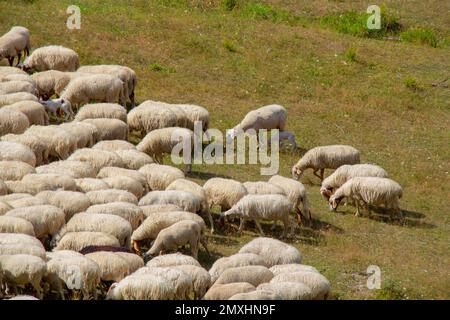 Un troupeau de moutons de montagne se broutte sur un pâturage vert dans les montagnes des Apennines toscan-Emiliennes. Races de bétail -Appenninica, moutons apennine Banque D'Images