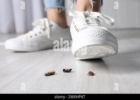 Femme écrasant les cafards avec les pieds, gros plan. Lutte antiparasitaire Banque D'Images