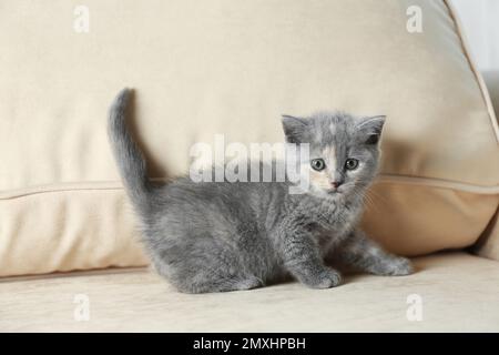 Mignon petit chaton britannique Shorthair sur un canapé beige. Bébé animal Banque D'Images