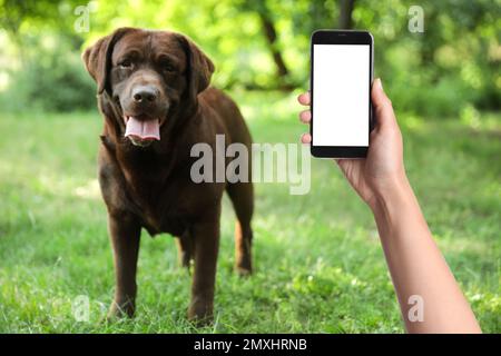 Femme prenant la photo d'un chien mignon sur l'herbe verte, gros plan. Animal de compagnie charmant Banque D'Images