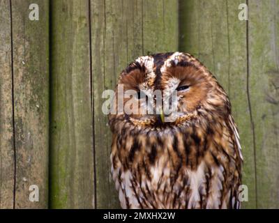 Un hibou de Tawny (Strix aluco) devant un mur en bois Banque D'Images