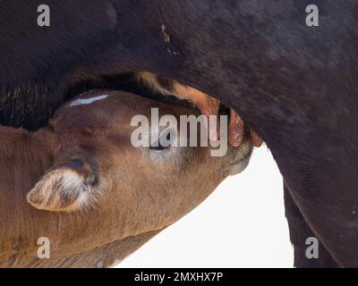 Gros plan d'un veau brun (Bos taurus) qui boit du lait de sa mère Banque D'Images