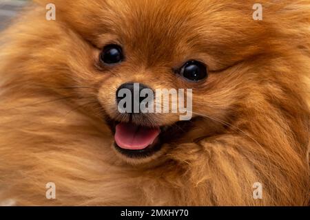 Chien pomeranian de chiot, 9 mois, animaux mignons à la maison, portrait en gros plan Banque D'Images