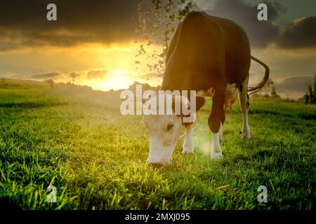 Une vache noire et blanche broute, mangeant des lames d'herbe sur un pâturage vert au coucher du soleil. Banque D'Images