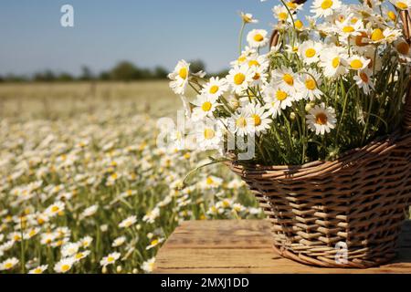 Panier avec de belles chamomiles sur table en bois dans le champ, gros plan Banque D'Images