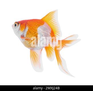 Magnifique petit poisson doré lumineux isolé sur blanc Banque D'Images