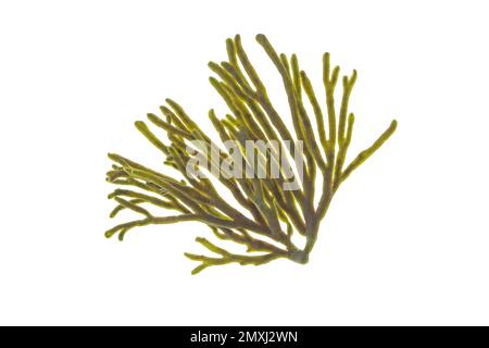 Algue de Spongeeed ou tomentosum de codium ou corne de velours isolée sur blanc. Branche d'algue verte. Banque D'Images