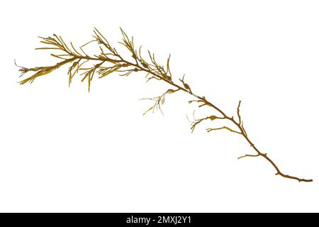 Ascophyllum nodosum branche d'algues brunes ou de porte-œufs isolée sur blanc Banque D'Images