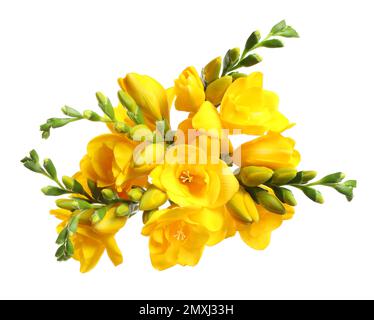 Bouquet de belles fleurs de freesia jaune sur fond blanc Banque D'Images