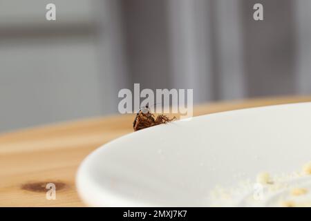 Faire dorer le cafard près de l'assiette avec les restes sur la table, en gros plan. Lutte antiparasitaire Banque D'Images