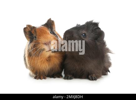 Cochons d'inde mignon et drôle sur fond blanc Banque D'Images