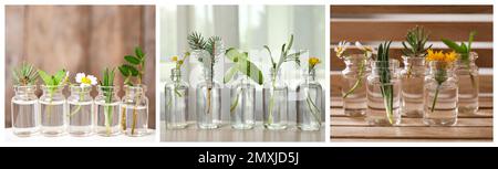 Collage de différentes photos avec des huiles essentielles et des plantes. Bannière Banque D'Images