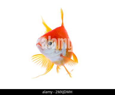 Magnifique petit poisson doré lumineux isolé sur blanc Banque D'Images