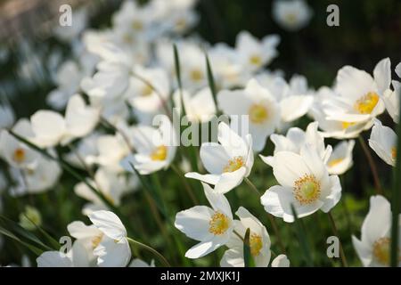 L'anémone japonaise fleurit à l'extérieur le jour du printemps Banque D'Images