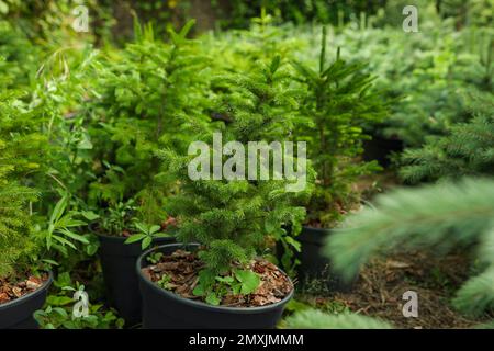 Sapins en pots, gros plan. Jardinage et plantation Banque D'Images