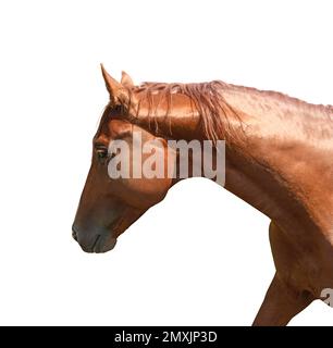 Vue rapprochée du cheval de châtaignier isolé sur blanc. Bel animal de compagnie Banque D'Images