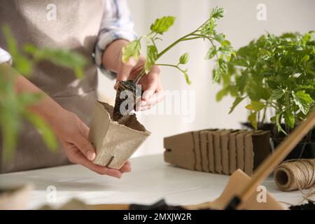 Femme plantant du semis de tomate dans une casserole de tourbe à la table, en gros plan Banque D'Images