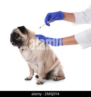 Vétérinaire professionnel vaccinant mignon chien pug sur fond blanc, gros plan Banque D'Images