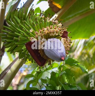 Fleur de banane, les fleurs d'un arbre de banane. Il s'agit d'une spécialité tout à fait comestible et peut être trouvé frais dans les stands de bord de route et les marchés fermiers, Banque D'Images