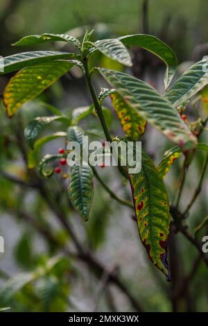 Plantes dans le jardin de Floride Banque D'Images