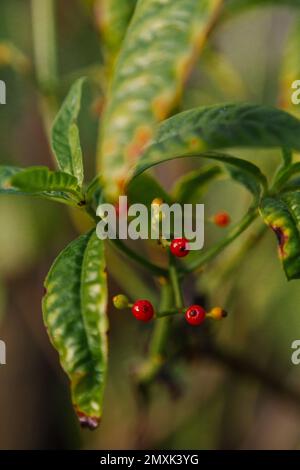 Plantes dans le jardin de Floride Banque D'Images