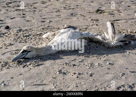Gannet du Nord mort (Sula bassana) situé sur la plage de sable, Basse-Saxe Mer des Wadden, Ile de Juist, Frise orientale, Basse-Saxe, Allemagne, Europe Banque D'Images