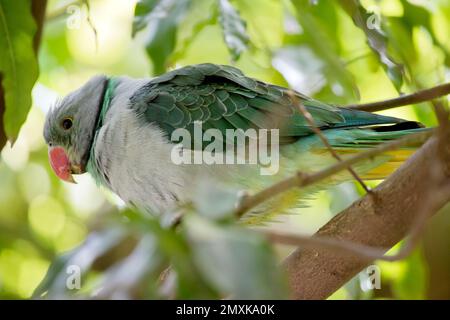 ceci une vue latérale d'un parakeet de malabar Banque D'Images