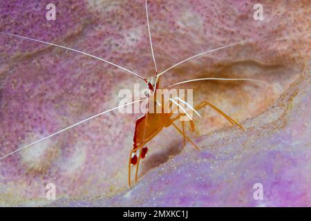 Crevettes plus propres du Pacifique (Lysmata amboinensis), assis dans une éponge, mer de Banda, océan Pacifique, Saparua, Île, Moluccas, Indonésie, Asie Banque D'Images