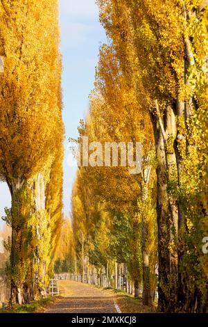 L'après-midi, des feuilles d'automne colorées sur l'avenue de l'île de Reichenau, route de l'avenue allemande, lac de Constance, Bade-Wurtemberg, Allemagne, Europe Banque D'Images