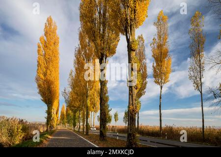 L'après-midi, des feuilles d'automne colorées sur l'avenue de l'île de Reichenau, route de l'avenue allemande, lac de Constance, Bade-Wurtemberg, Allemagne, Europe Banque D'Images