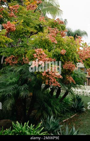 Flamme chinoise - fleurs d'orange sur feuilles vertes. Gros plan sur le pont de jardin japonais et les plantes. Banque D'Images