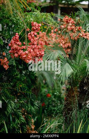 Flamme chinoise - fleurs d'orange sur feuilles vertes. Gros plan sur le pont de jardin japonais et les plantes. Banque D'Images