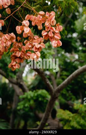 Flamme chinoise - fleurs d'orange sur feuilles vertes. Gros plan sur le pont de jardin japonais et les plantes. Banque D'Images