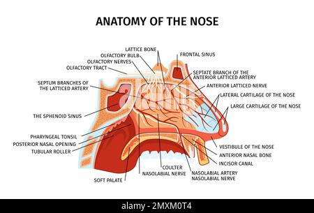 Schéma de la coupe transversale de l'anatomie du nez montrant les artères osseuses de treillis nerfs cartilage mou palais paranasal éléments sinus illustration du vecteur plat Illustration de Vecteur