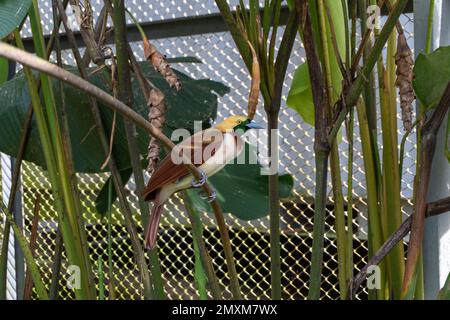 un oiseau de paradis brun avec une tête jaune perchée sur un arbre vert au milieu du paysage naturel Banque D'Images