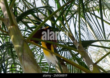un oiseau de paradis brun avec une tête jaune perchée sur un arbre vert au milieu du paysage naturel Banque D'Images