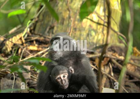 Un nourrisson de macaque à crête noire Sulawesi (Macaca nigra) est pris en charge par une femme adulte dans la réserve naturelle de Tangkoko, au nord de Sulawesi, en Indonésie. Depuis au moins 1997, les scientifiques examinent les impacts possibles du changement climatique sur les primates du monde, avec des résultats qu'il modifie de façon ostensio-active leurs comportements, activités, cycles de reproduction et disponibilité alimentaire. Le dernier rapport d'une équipe de scientifiques dirigée par Sitti Aisyah May Wulandari l'année dernière (2022) suggère que, dans les macaques à crête de Sulawesi, les changements liés aux saisons affectent indirectement... Banque D'Images