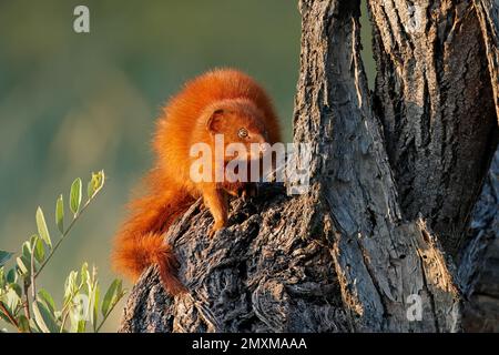 Une bernache mince (Galerella sanguinea) assise dans un arbre, Afrique du Sud Banque D'Images