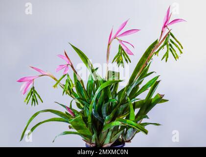 Billbergia nutans 'Queens Tears' Bromeliad : est une plante facile à cultiver qui vient d'Amérique du Sud. Banque D'Images