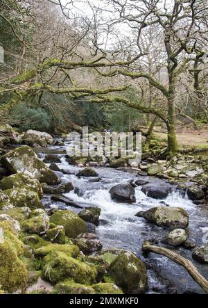 La mousse couvrait des arbres et des pierres à Shaugh Woods, à côté de la rivière Meavy, dans le sud de Dartmoor, dans le Devon Banque D'Images