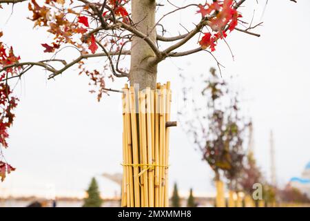 Jeune tronc de chêne enveloppé de roseaux bandage pour le protéger du gel et du soleil dans le jardin d'automne. Protection contre le froid, les insectes, la lumière du soleil. Garde Banque D'Images