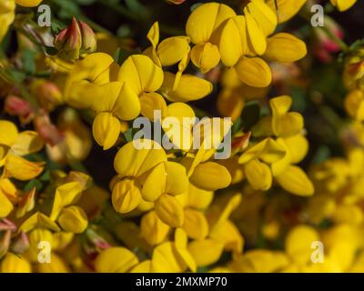 Beaucoup de fleurs avec des pétales jaunes gros plan. Fleurs de la plante de fusillé, macro. La plante est en fleur. Pétales jaunes en macro Banque D'Images