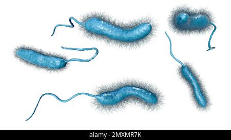 Vibrio mimicus bactéries, illustration Banque D'Images