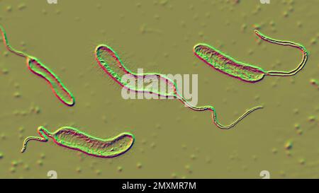 Vibrio mimicus bactéries, illustration Banque D'Images