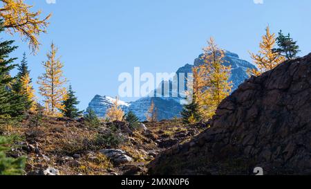Vue du lac O’Hara au sentier du lac McArthur en automne. Parc national Yoho, Rocheuses canadiennes. Banque D'Images