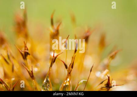 mousse le matin après la pluie avec des gouttes d'eau, macro Banque D'Images