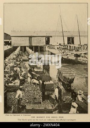 Le marché des poissons-coquillages les taches noires sur le toit sont des vautours, les charognards officiels du livre Panama et le canal en image et prose : Une histoire complète du Panama, ainsi que l'histoire, le but et la promesse de son canal mondialement connu la plus gigantesque entreprise d'ingénierie depuis l'aube du temps par Willis John Abbot,1863-1934 publié à Londres ; New York par Syndicate Publishing Co. En 1913 Banque D'Images