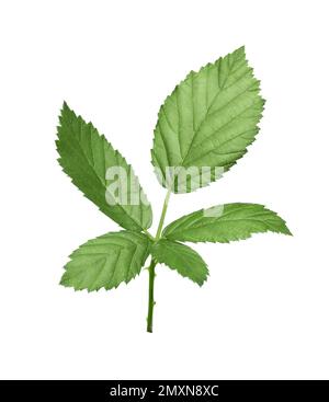 Feuilles de blackberry vert frais isolées sur blanc Banque D'Images