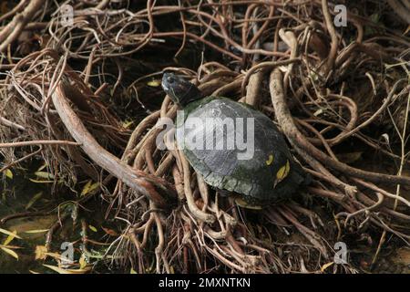 Un gros plan d'une tortue verte (Testudines) assise sur les racines des arbres au bord d'un étang Banque D'Images