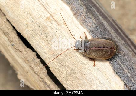 Image de Diploptera punctata ou du coléoptère du Pacifique. Insecte. Animal. Banque D'Images